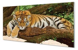 Quadro vetro Albero della tigre 100x50 cm