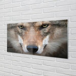 Quadro in vetro Occhi di lupo 100x50 cm