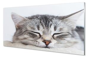 Rivestimento parete cucina Gatto addormentato 100x50 cm