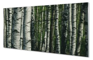 Quadro su vetro acrilico Foresta di betulla 100x50 cm 2 appendini