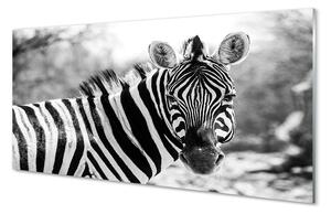 Rivestimento parete cucina Zebra retrò 100x50 cm