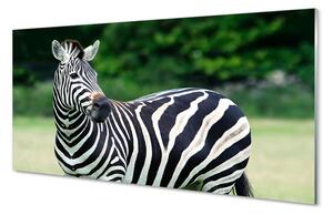 Quadro su vetro acrilico Campo zebra 100x50 cm 2 appendini
