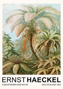 Stampa artistica Filicinae Laubfarne Rainforest Trees Vintage Academia - Ernst Haeckel, (30 x 40 cm)