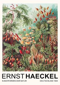 Stampa artistica Muscinae Laubmoose Rainforest Plants Vintage Academia - Ernst Haeckel, (30 x 40 cm)