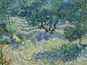 Stampa artistica Olive Orchard - Vincent van Gogh, (40 x 30 cm)