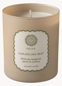 Candela profumata Darjeeling Mist (frutti, limone, erbe aromatiche)
