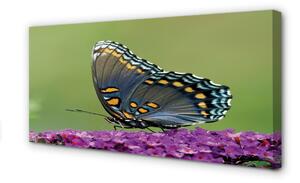 Quadro stampa su tela Farfalla colorata sui fiori 100x50 cm