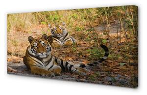 Quadro su tela Tigri 100x50 cm