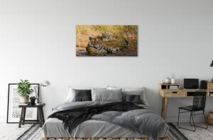 Quadro su tela Tigri 100x50 cm