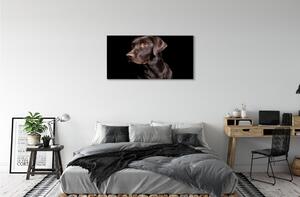Stampa quadro su tela Cane marrone 100x50 cm
