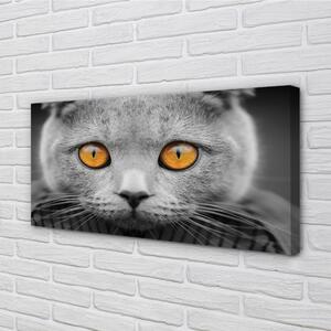 Quadro su tela Grey British Cat 100x50 cm