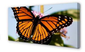 Quadro su tela Farfalla colorata 100x50 cm