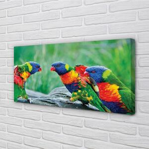 Quadro stampa su tela Albero di pappagalli colorati 100x50 cm