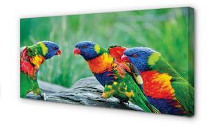 Quadro stampa su tela Albero di pappagalli colorati 100x50 cm