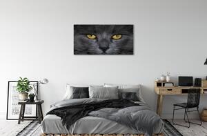 Quadro su tela Gatto nero 100x50 cm