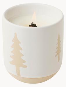 Candela profumata Forest (cipresso & abete)