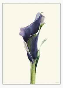 Poster Calla Nero 1