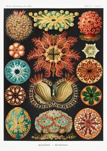 Riproduzione Ascidiae Seescheiden, Ernst Haeckel