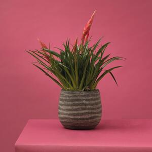 Coprivaso per piante e fiori Etiopia in ceramica colore grigio scuro H 18 cm, Ø 20 cm