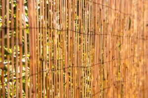 Arella bambù L 3 x H 1.5 m