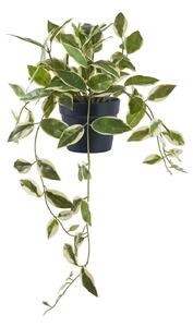 Pianta artificiale (altezza 33 cm) Hoya Carnosa - House Nordic