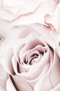 Fotografia Pink Rose No 05, Studio Collection, (26.7 x 40 cm)