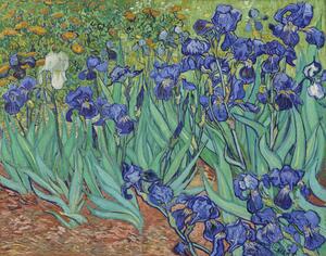Riproduzione Iris, Vincent van Gogh