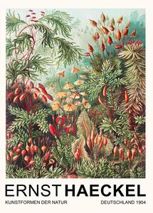 Riproduzione Muscinae Laubmoose Rainforest Plants Vintage Academia - Ernst Haeckel