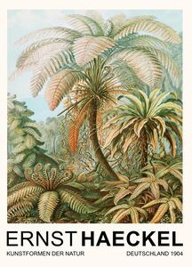 Riproduzione Filicinae Laubfarne Rainforest Trees Vintage Academia - Ernst Haeckel