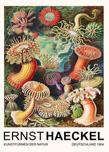 Riproduzione Actiniae Seeanemonen Sea Anemones Vintage Academia - Ernst Haeckel, (30 x 40 cm)