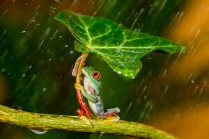 Fotografia Ohh Noo It's Raining, Kutub Uddin