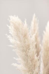 Fotografia Pampas Grass Grey 03, Studio Collection
