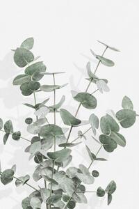 Illustrazione Eucalyptus Creative 16, Studio Collection