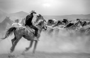 Fotografia Running Horses, Yabani atlar Mustafa