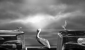 Fotografia Comtemplating The Pelican, Larry Butterworth