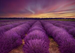 Fotografia Lavender field, Nikki Georgieva V, (40 x 26.7 cm)