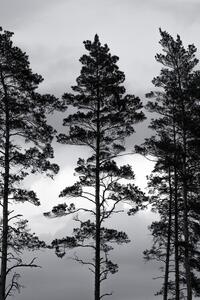 Fotografia Swedish Trees, Mareike Böhmer