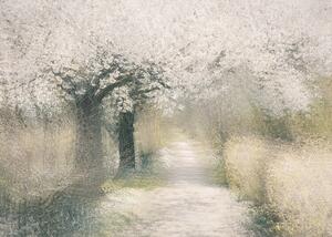 Illustrazione Cherry blossom, Nel Talen