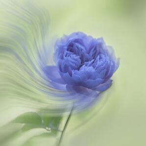 Fotografia Blue rose, Judy Tseng