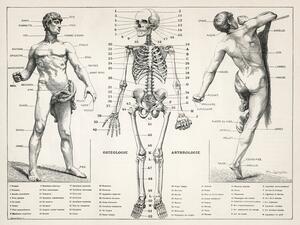 Illustrazione Antique Illustration of the Human Body Skeleton Biology