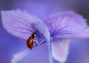 Fotografia Ladybird on purple hydrangea, Ellen van Deelen