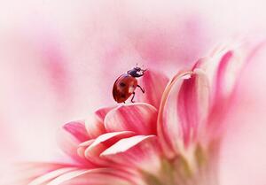 Illustrazione Ladybird on Gerbera, Ellen van Deelen