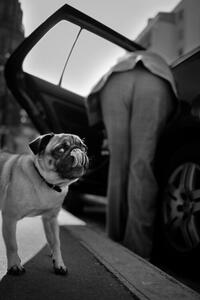 Fotografia Dog sees you, Christophe Debon