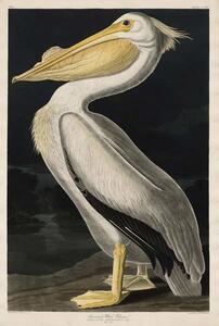 Riproduzione American White Pelican 1836, John James (after) Audubon