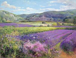 Timothy Easton - Stampa artistica Lavender Fields in Old Provence, (40 x 30 cm)