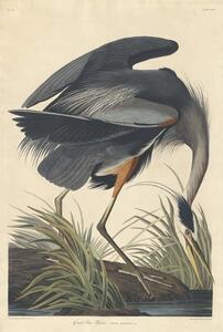 John James (after) Audubon - Riproduzione Great blue Heron 1834, (26.7 x 40 cm)