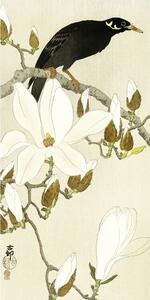 Stampa d'arte Myna On Magnolia Branch, Ohara Koson, (20 x 40 cm)
