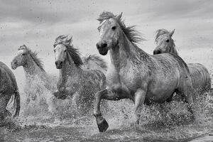 Posters, Stampe Cavalli - Camargue Horses, (91.5 x 61 cm)