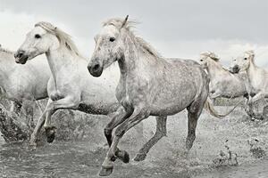 Posters, Stampe White Horses, (91.5 x 61 cm)