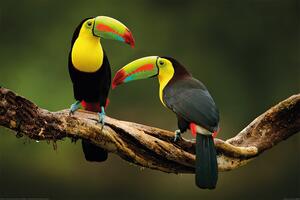 Posters, Stampe Uccelli - Toucan